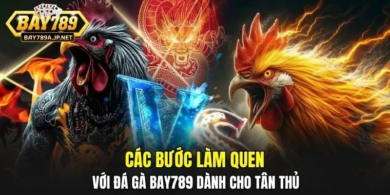 Các bước làm quen với đá gà BAY789 dành cho tân thủ