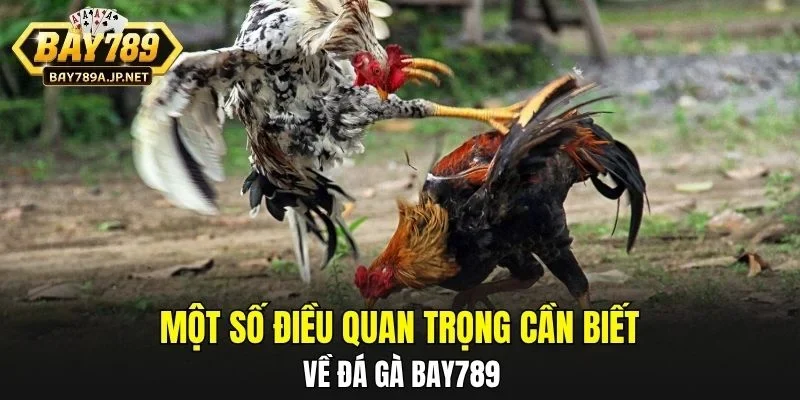 Một số điều quan trọng cần biết về Đá Gà BAY789